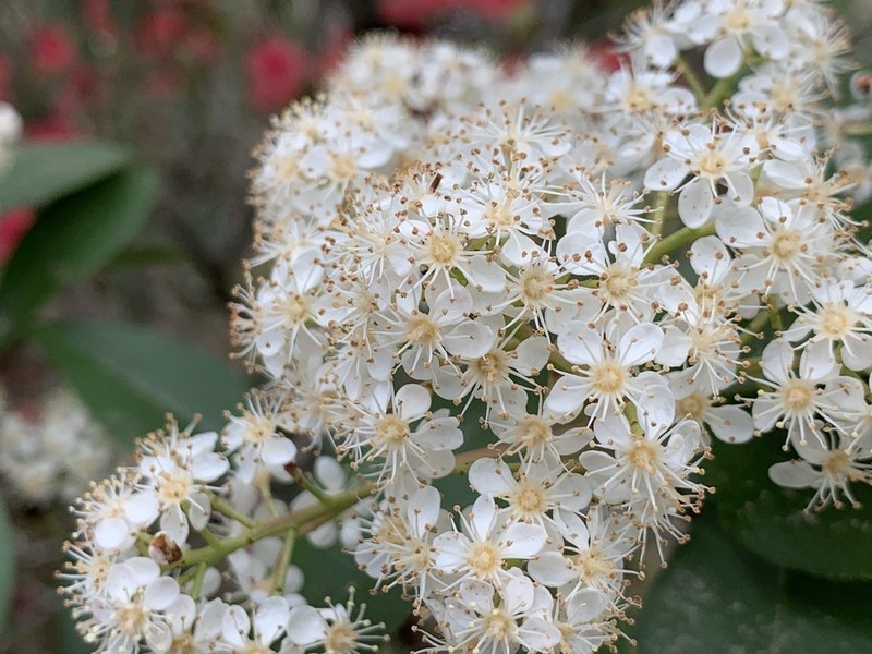 Carolina Laurelcherry photo 4