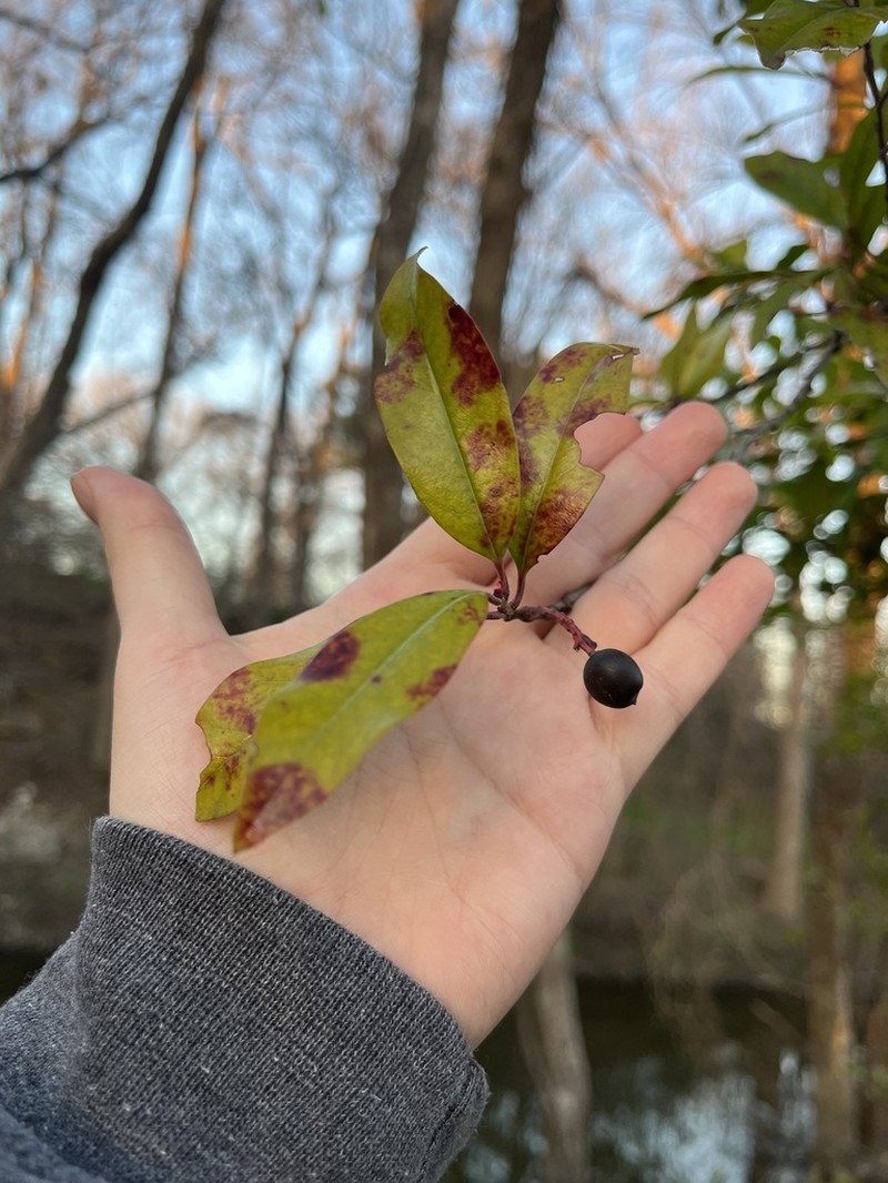 Carolina Laurelcherry photo 5