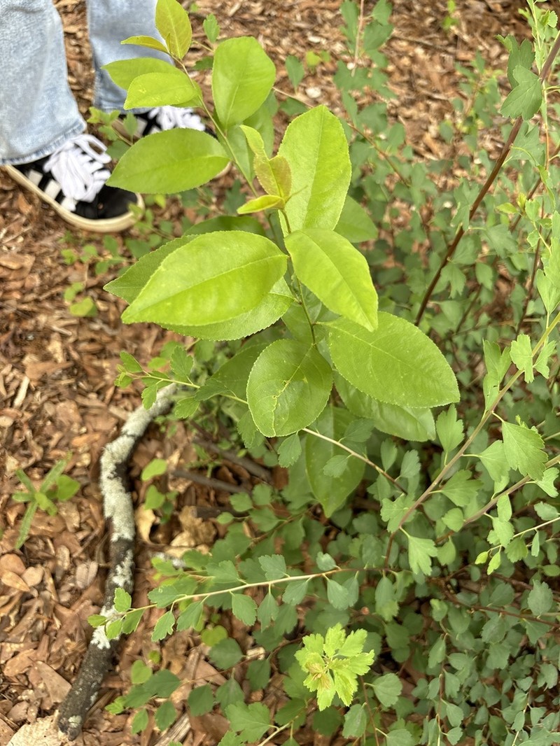 Carolina Laurelcherry photo 6