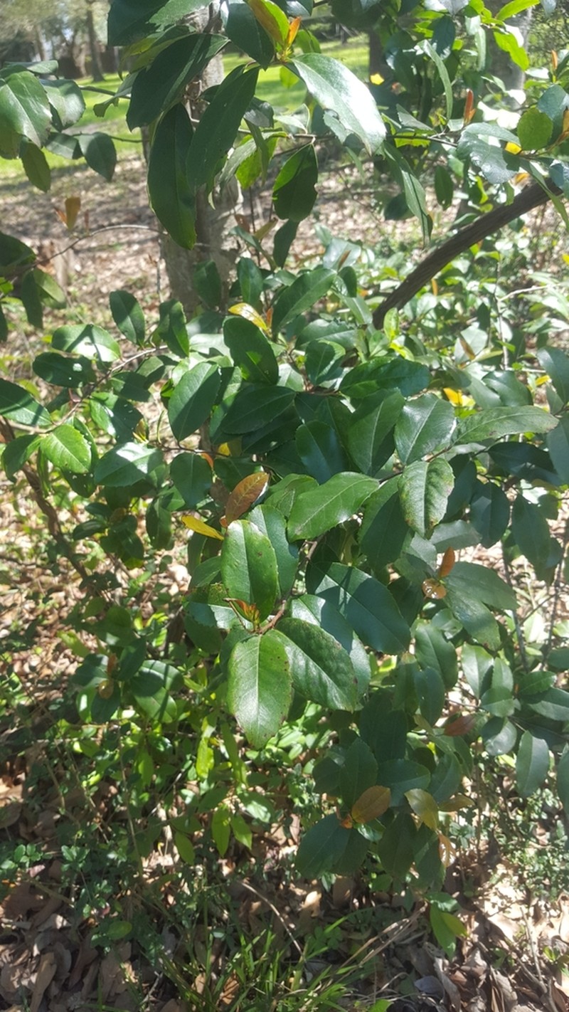 Carolina Laurelcherry photo 7
