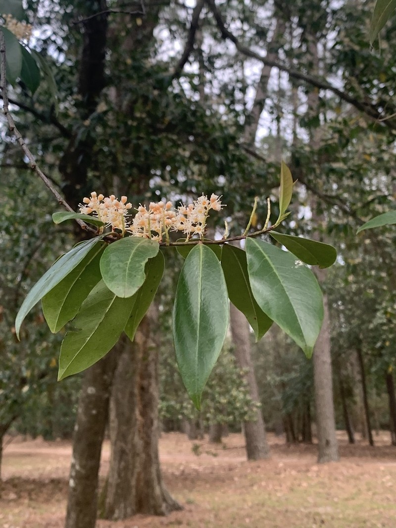 Carolina Laurelcherry photo 8