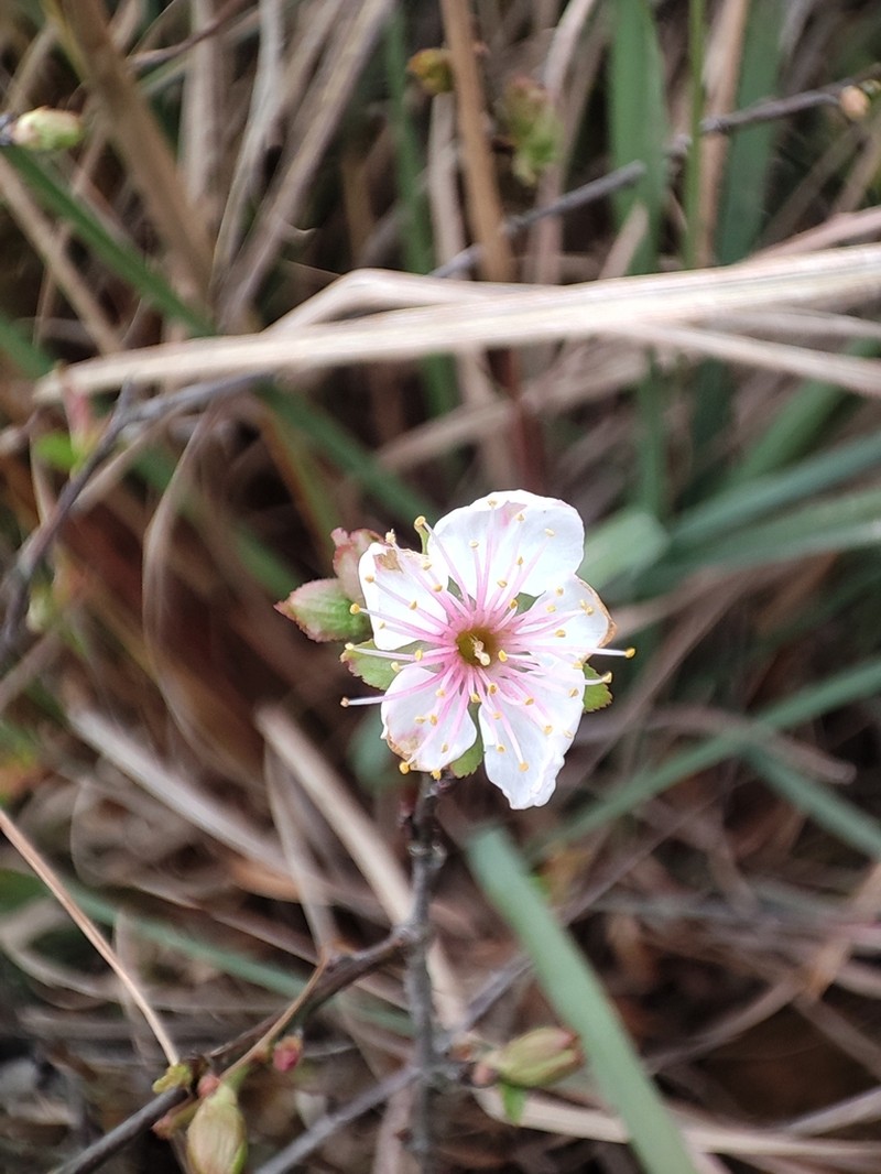 Prunus caudata