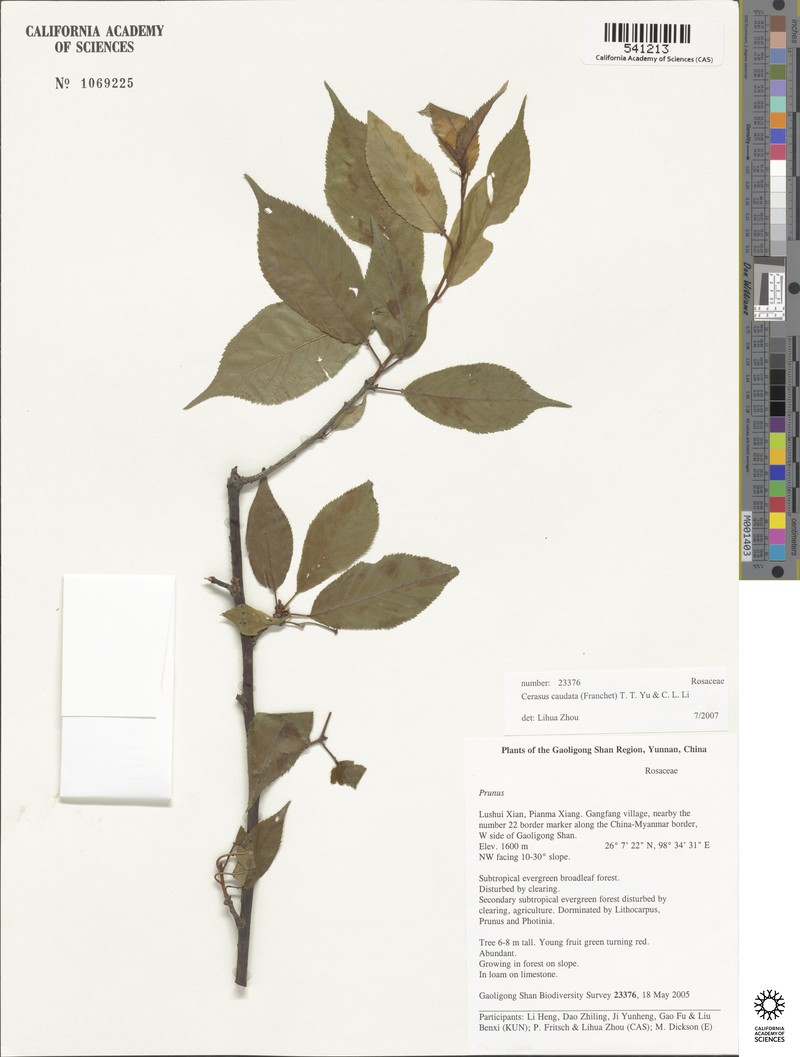 Prunus caudata photo 2