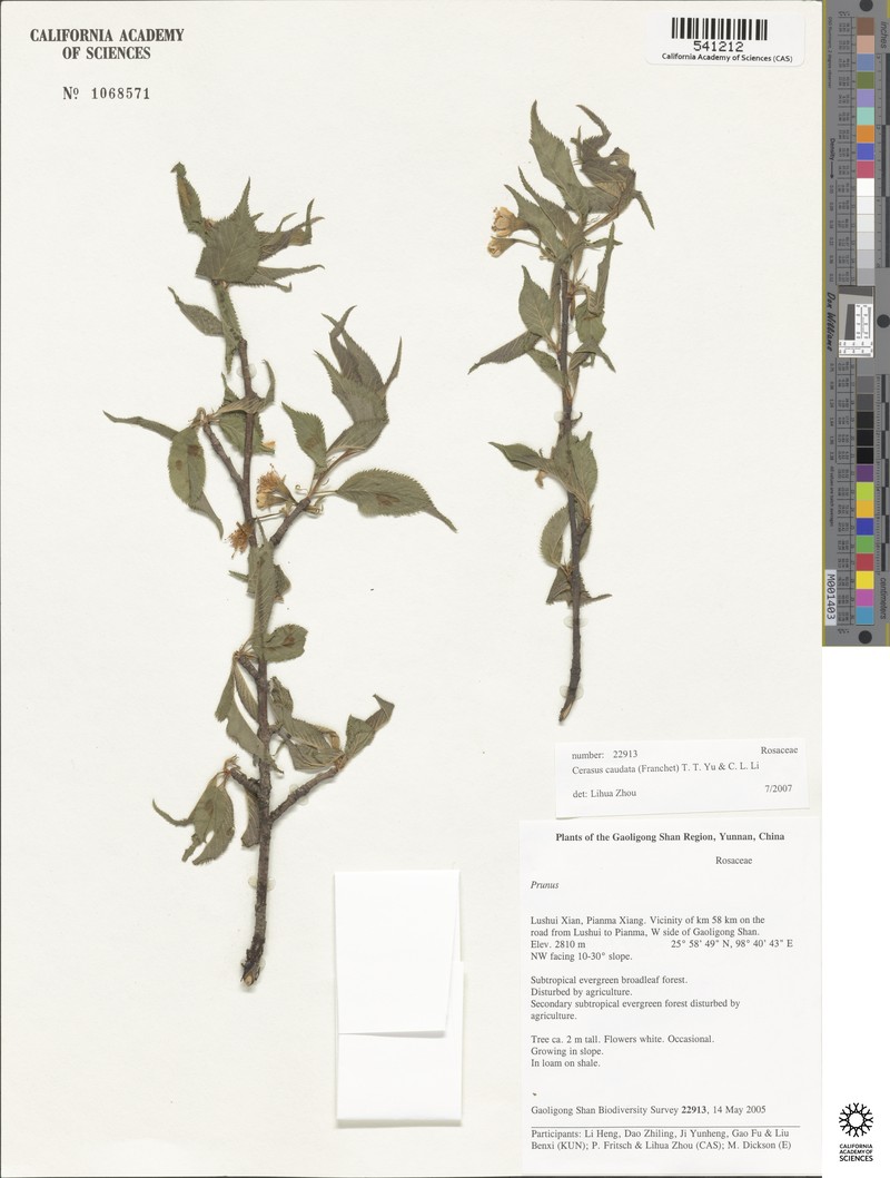 Prunus caudata photo 3