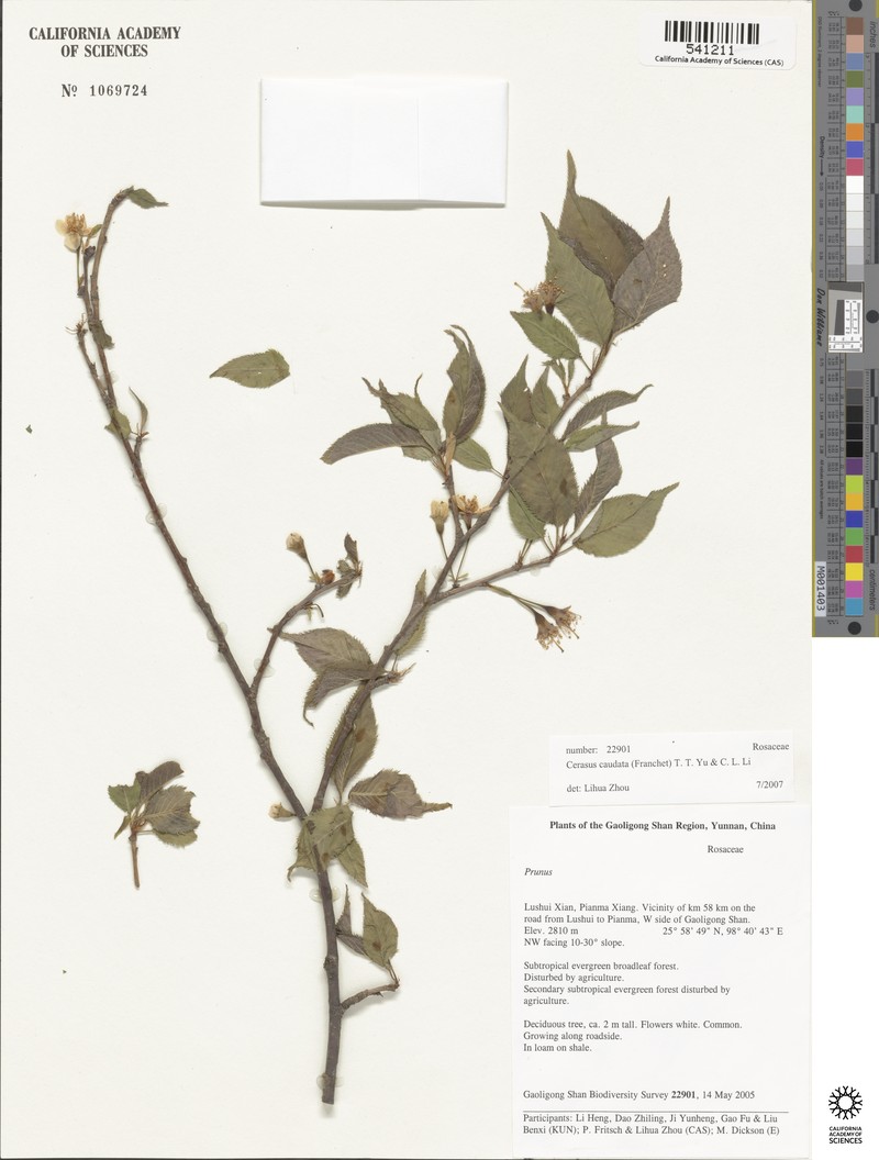 Prunus caudata photo 4