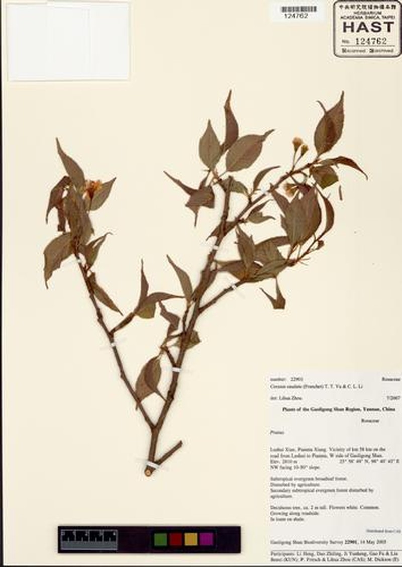 Prunus caudata photo 5