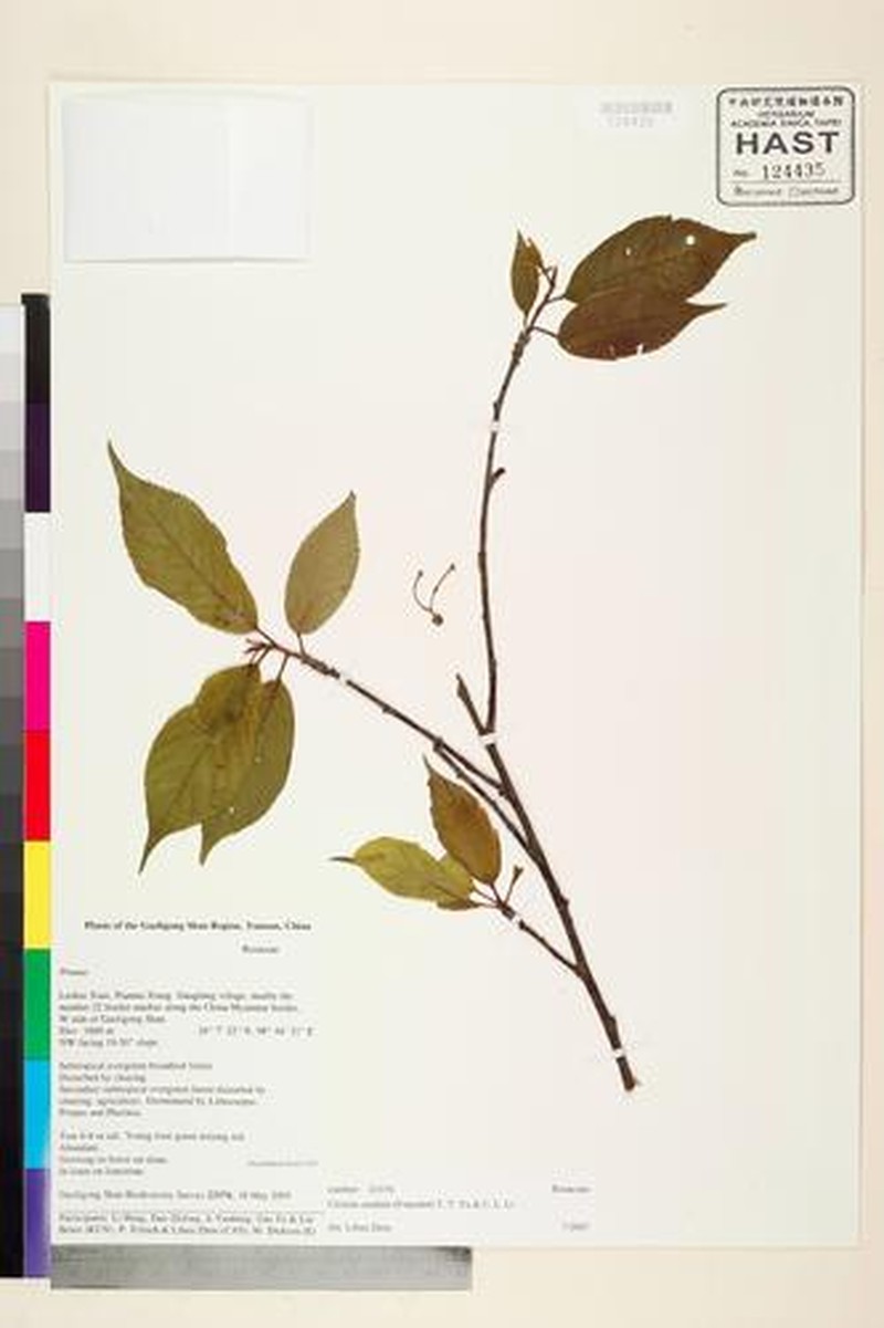 Prunus caudata photo 6