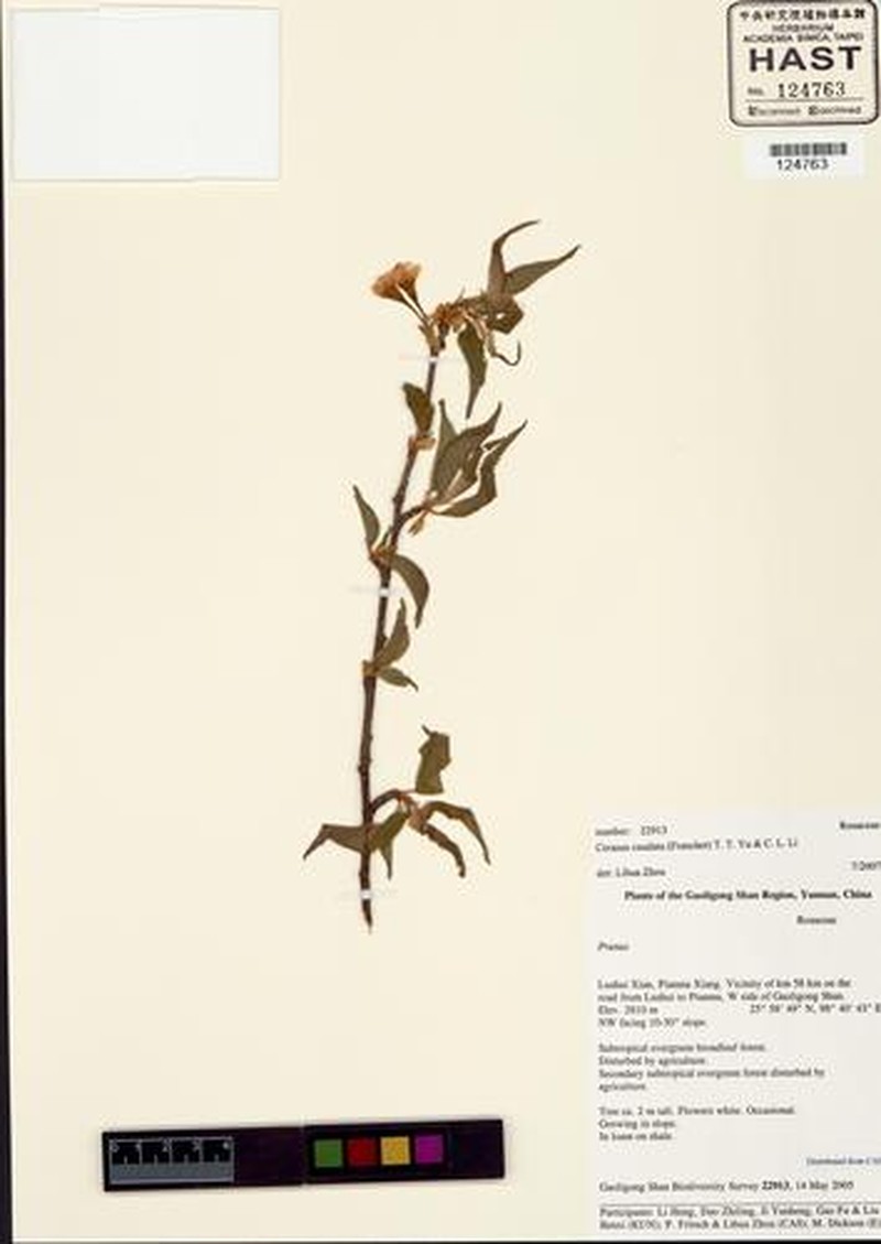 Prunus caudata photo 7