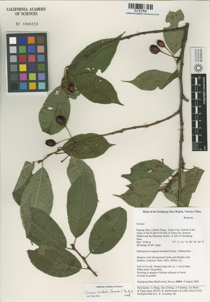 Prunus caudata photo 8