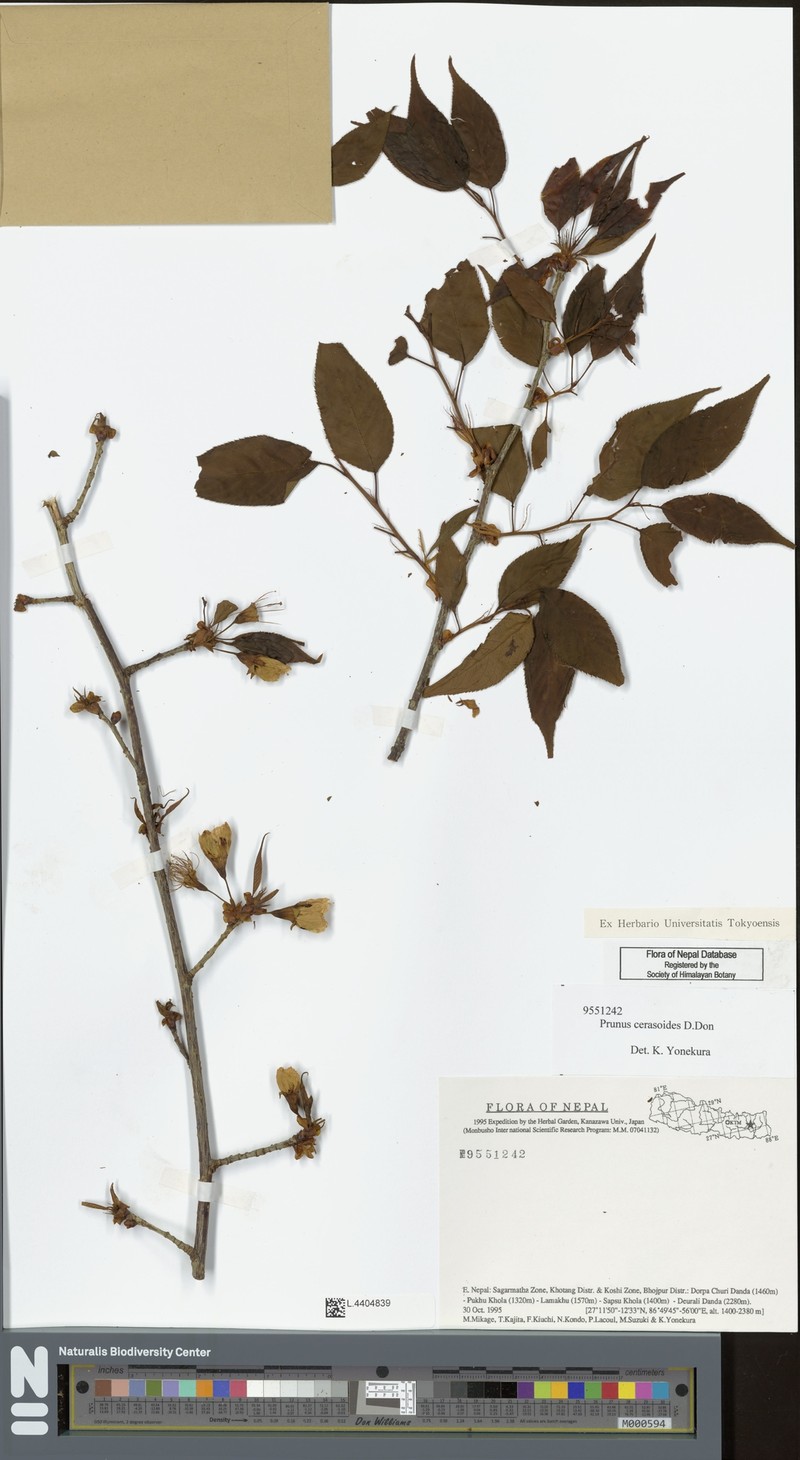 Prunus ceraseidos