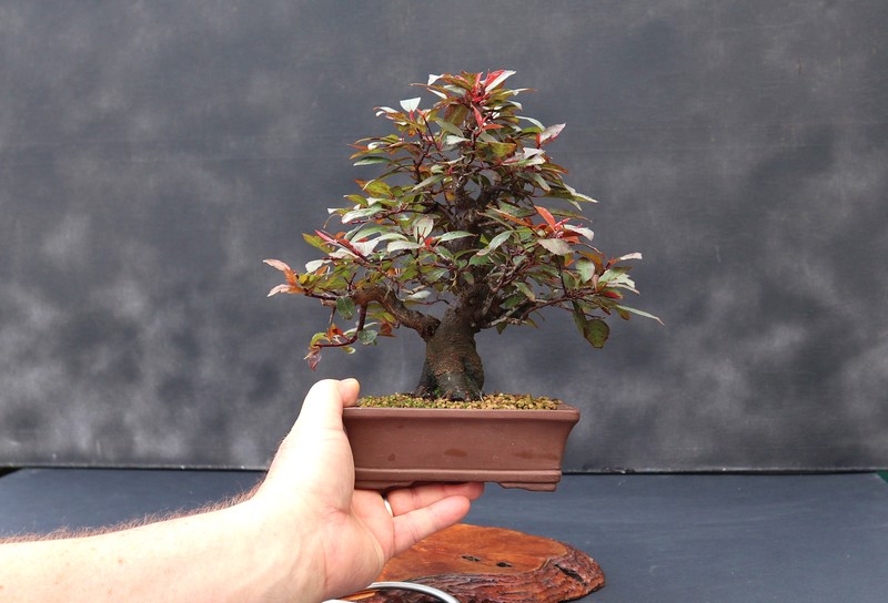 Cherry Plum photo 6