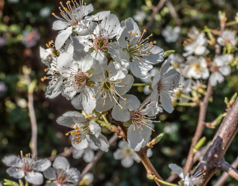 Cherry Plum photo 8