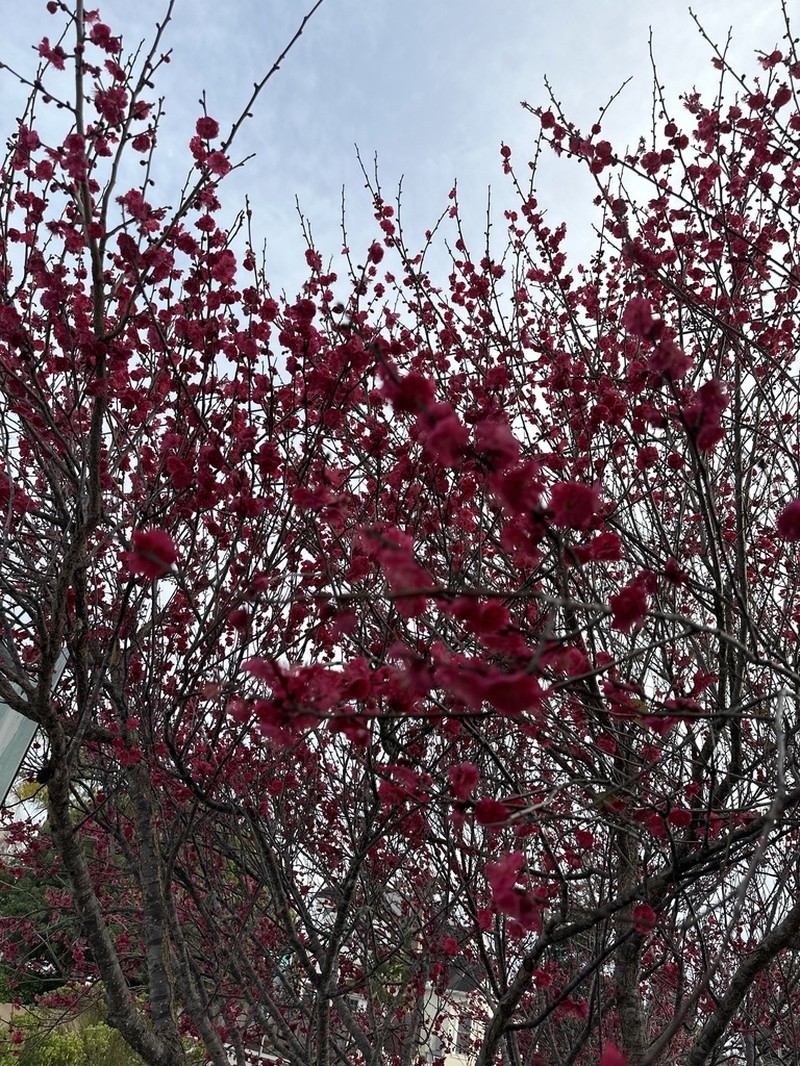 Cherry Plum photo 9