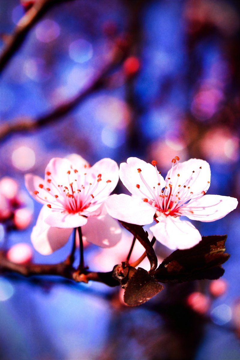 Cherry Plum photo 3