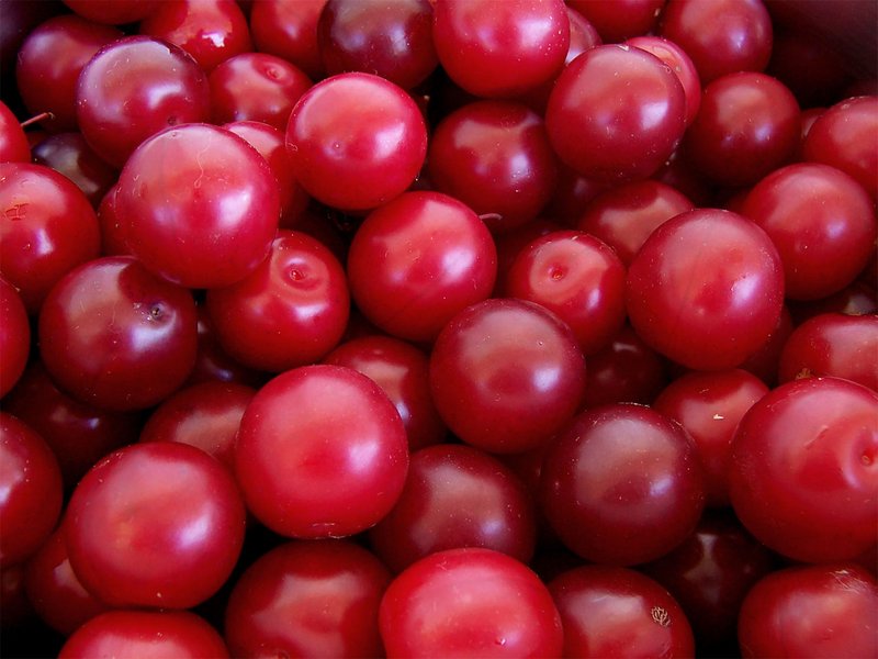 Cherry Plum photo 4