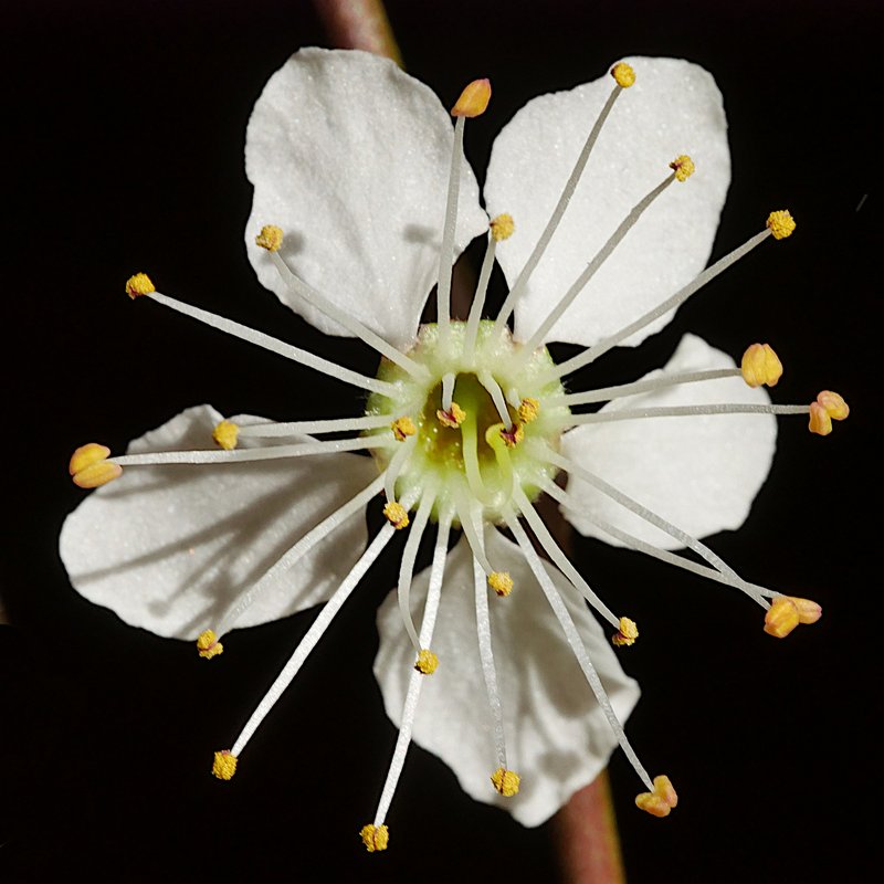 Cherry Plum photo 5