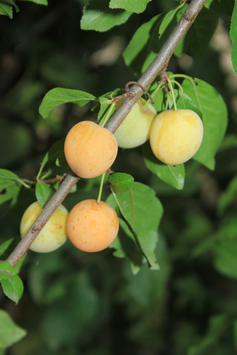 Cherry Plum photo 6