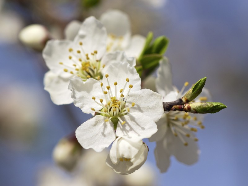 Cherry Plum photo 2
