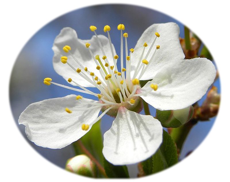 Cherry Plum photo 7