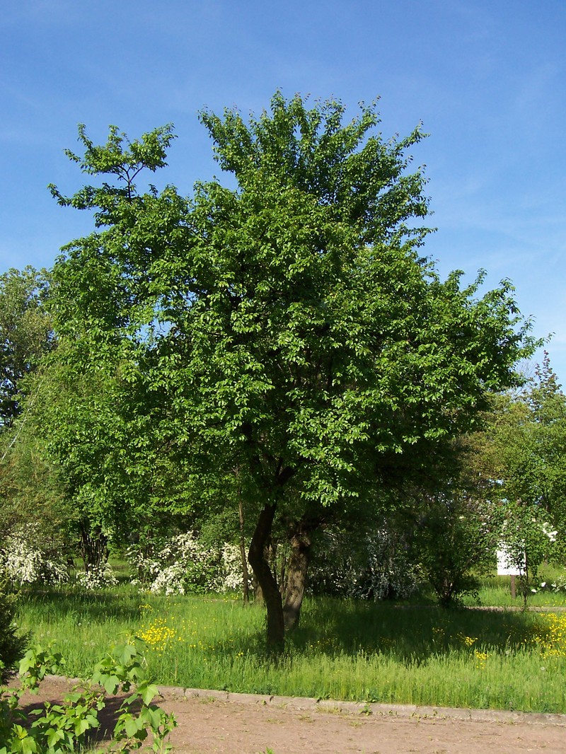 Cherry Plum photo 8