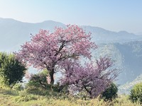 Prunus cerasoides