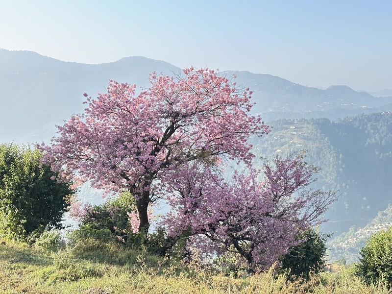 Prunus cerasoides