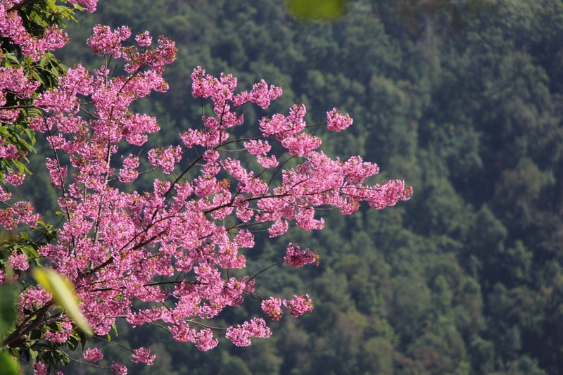 Prunus cerasoides photo 2
