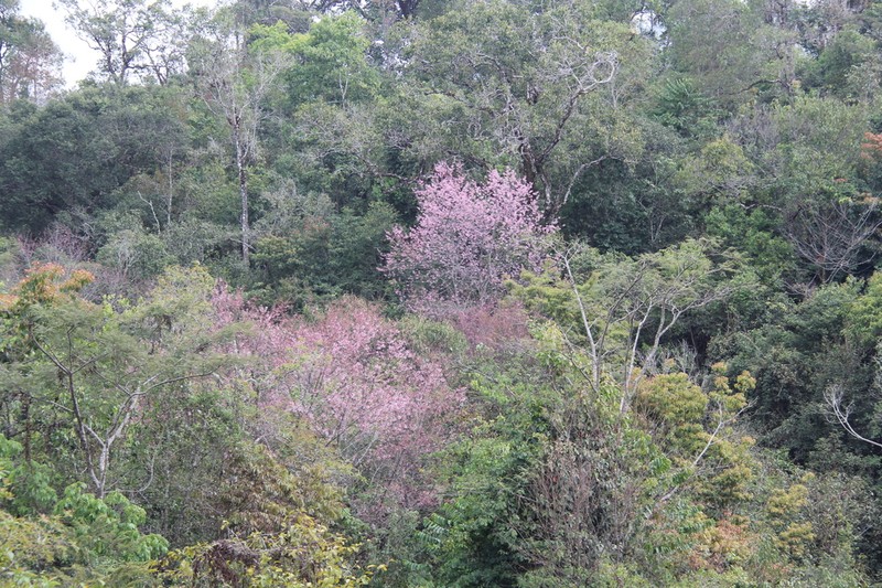 Prunus cerasoides photo 3