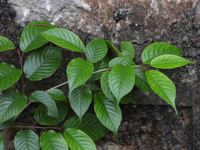 Prunus cerasoides photo 4