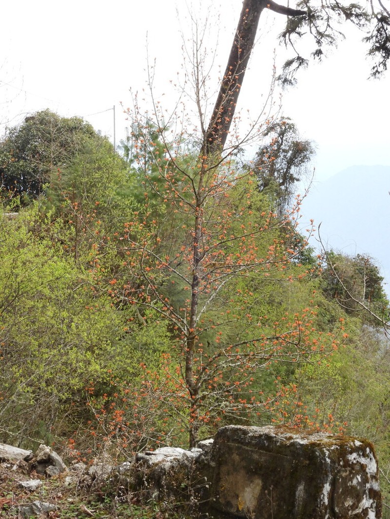 Prunus cerasoides photo 5