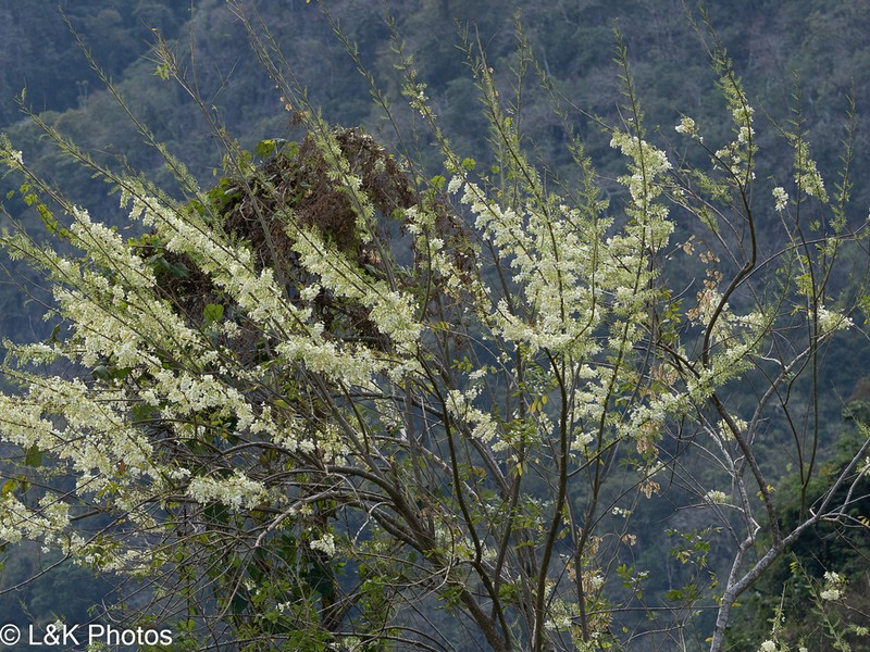 Prunus cerasoides photo 6