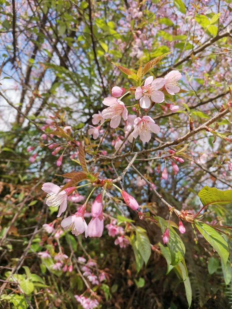 Prunus cerasoides photo 7