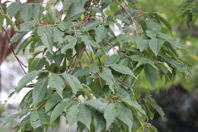 Prunus cerasoides photo 8