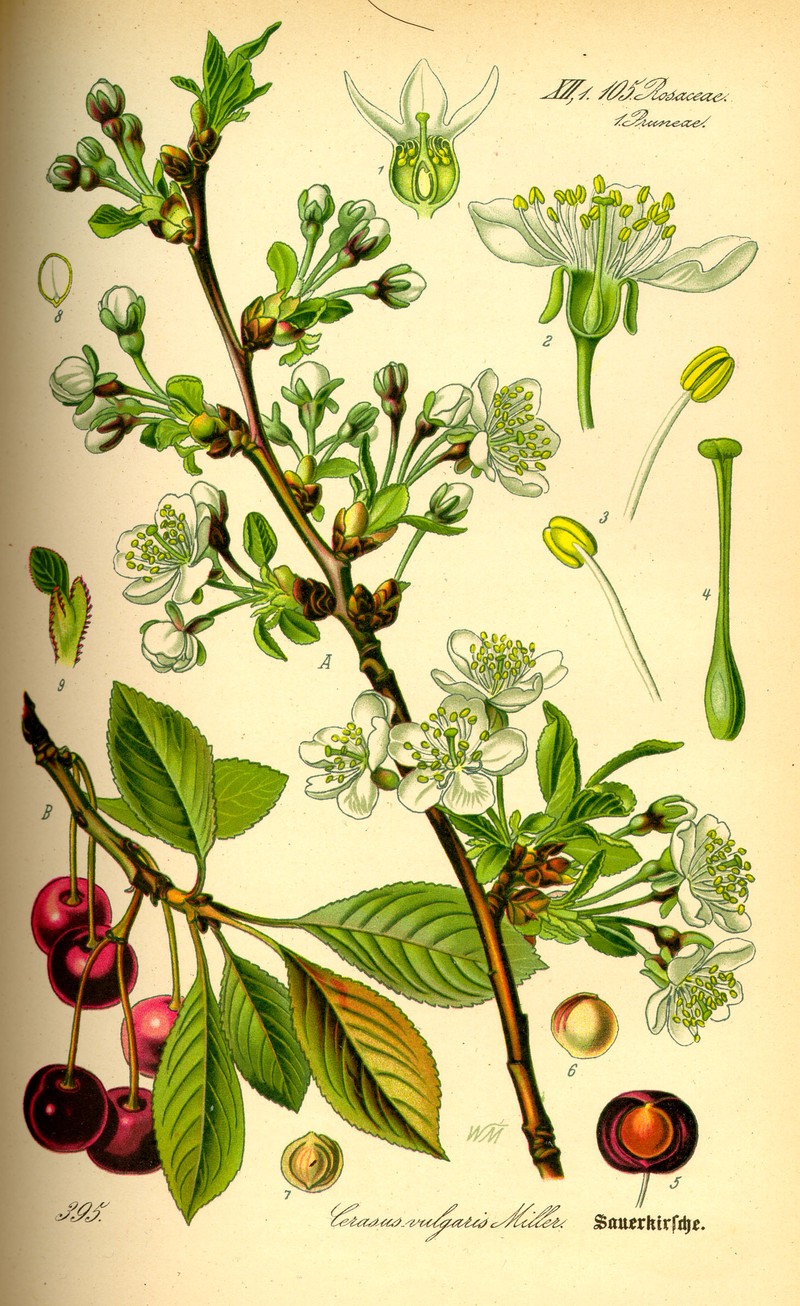 Sour Cherry photo 2