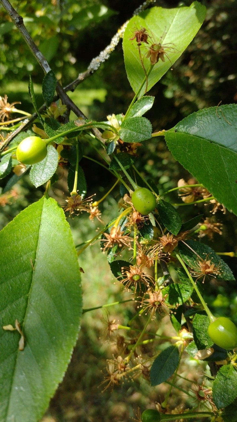 Sour Cherry photo 3