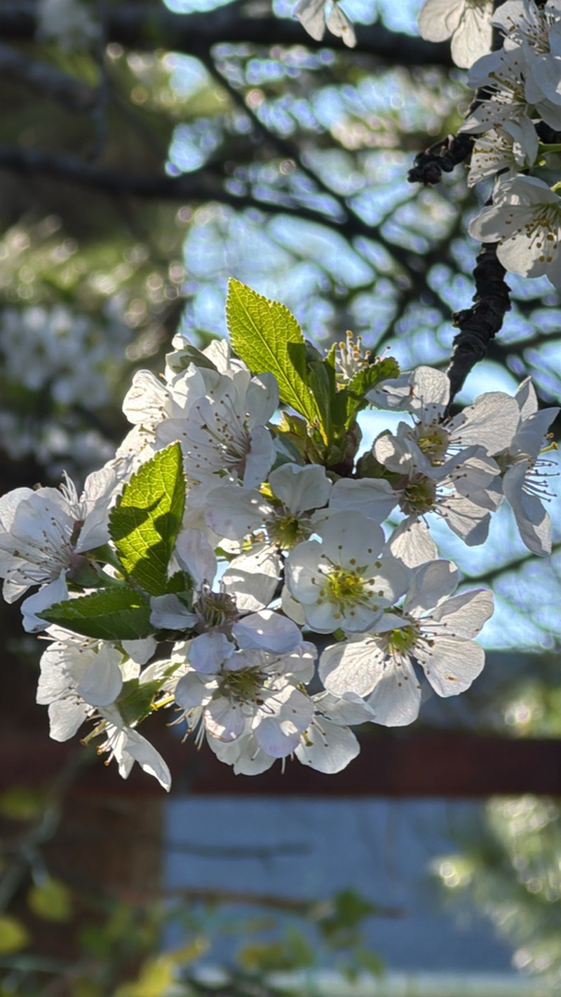 Sour Cherry photo 4
