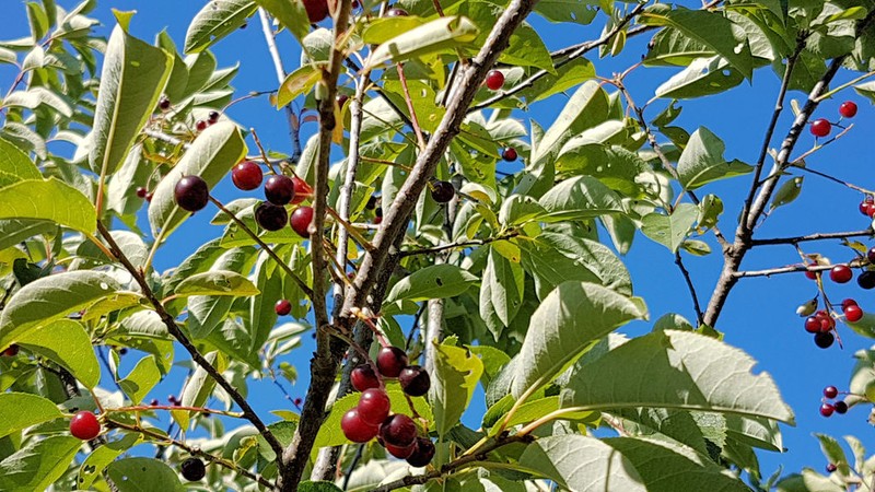 Sour Cherry photo 5