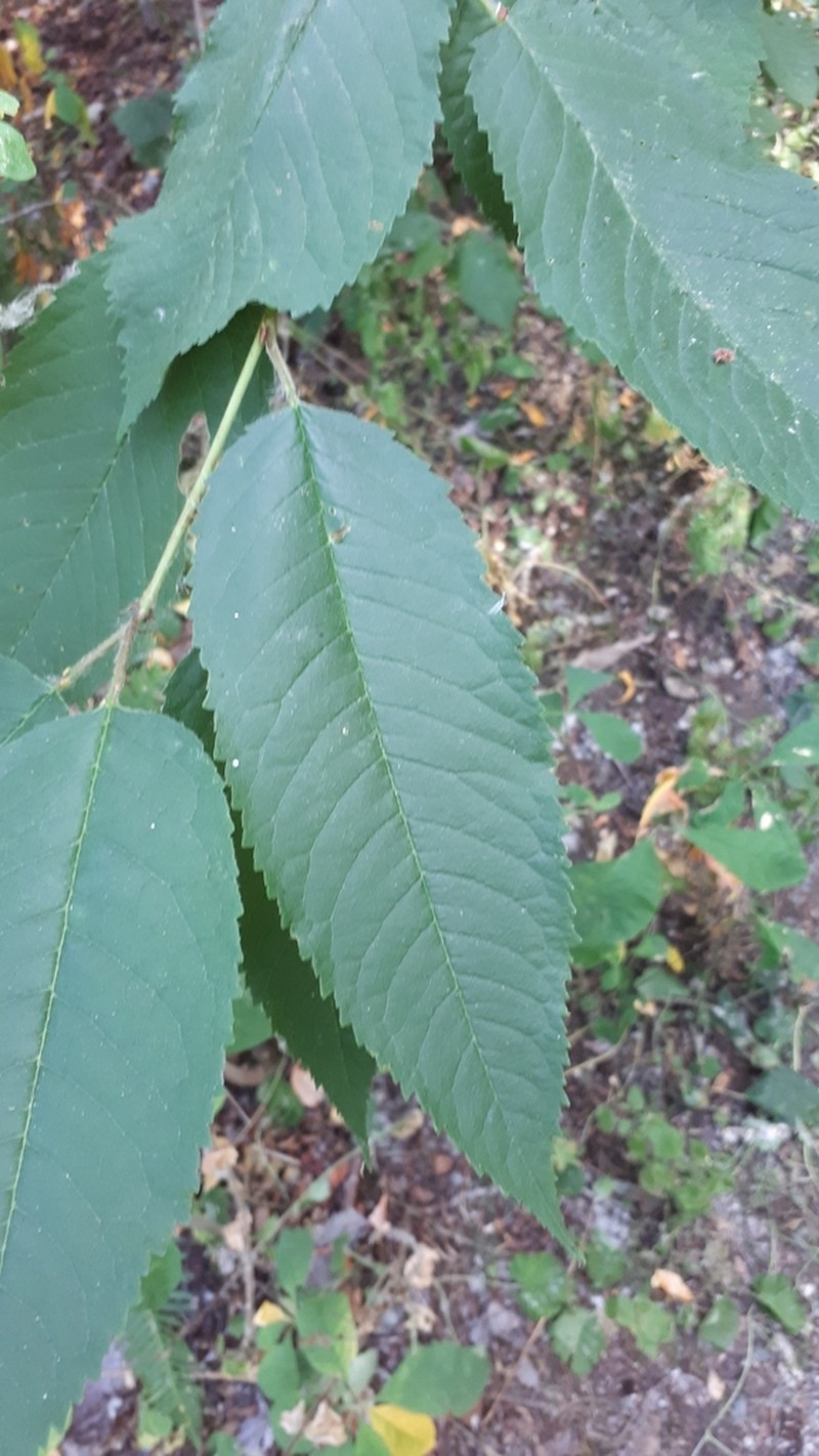 Sour Cherry photo 6