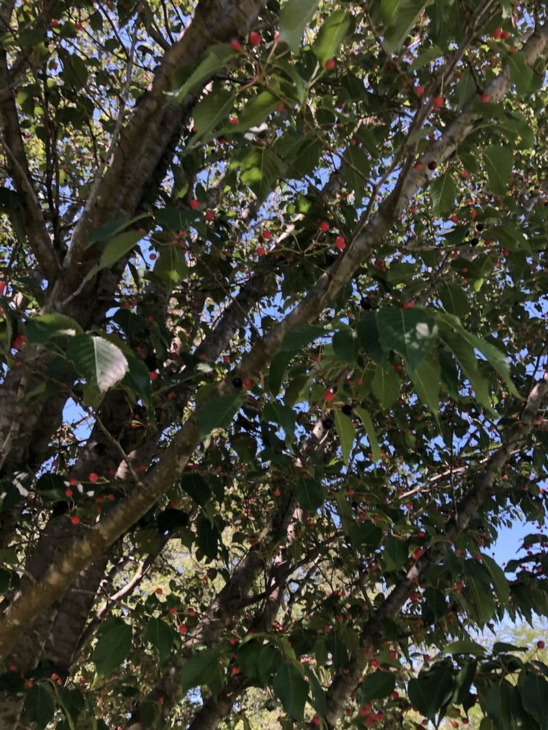 Sour Cherry photo 7