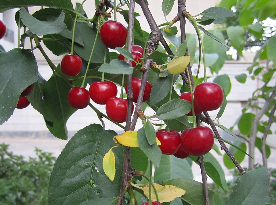 Sour Cherry photo 5