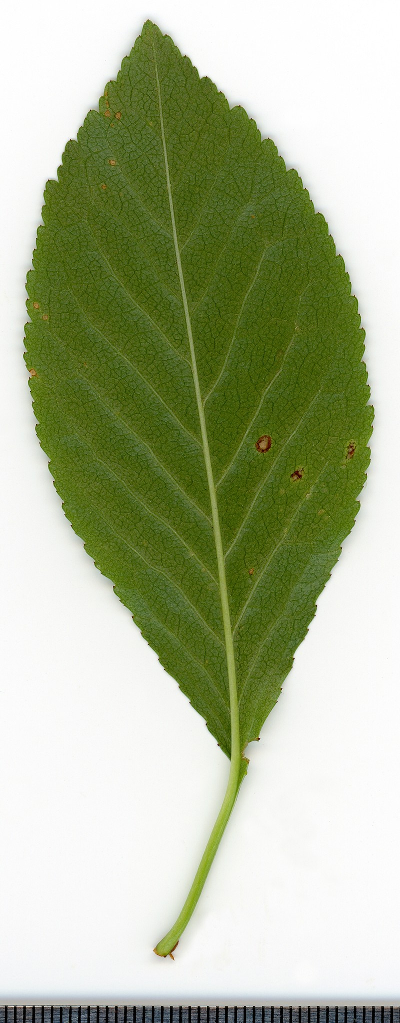 Sour Cherry photo 2