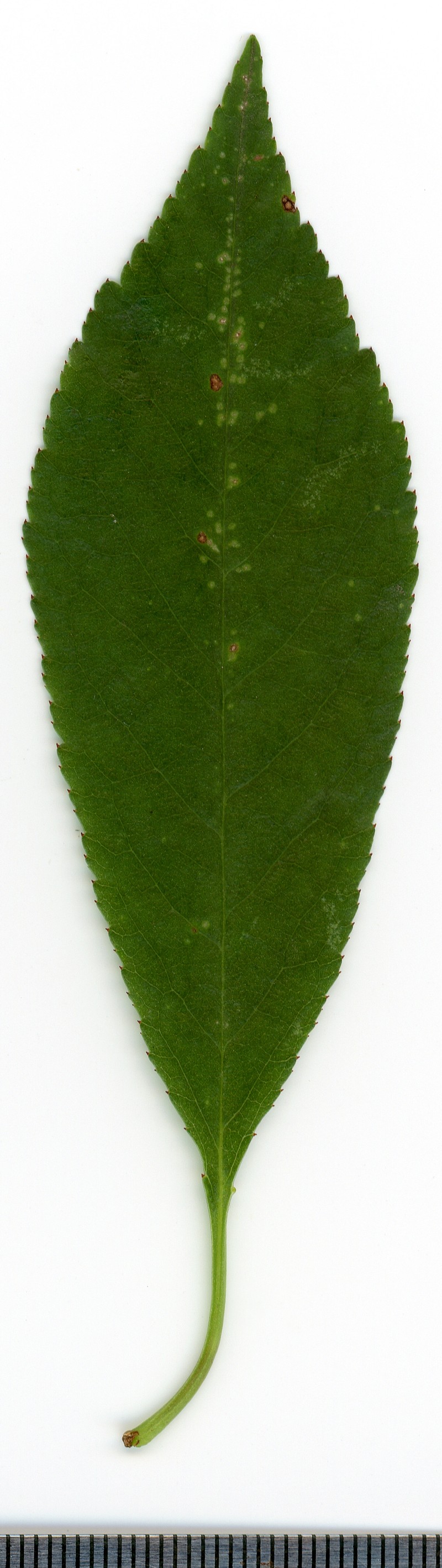 Sour Cherry photo 3