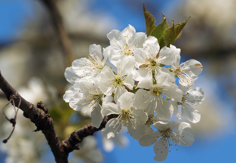 Sour Cherry photo 4