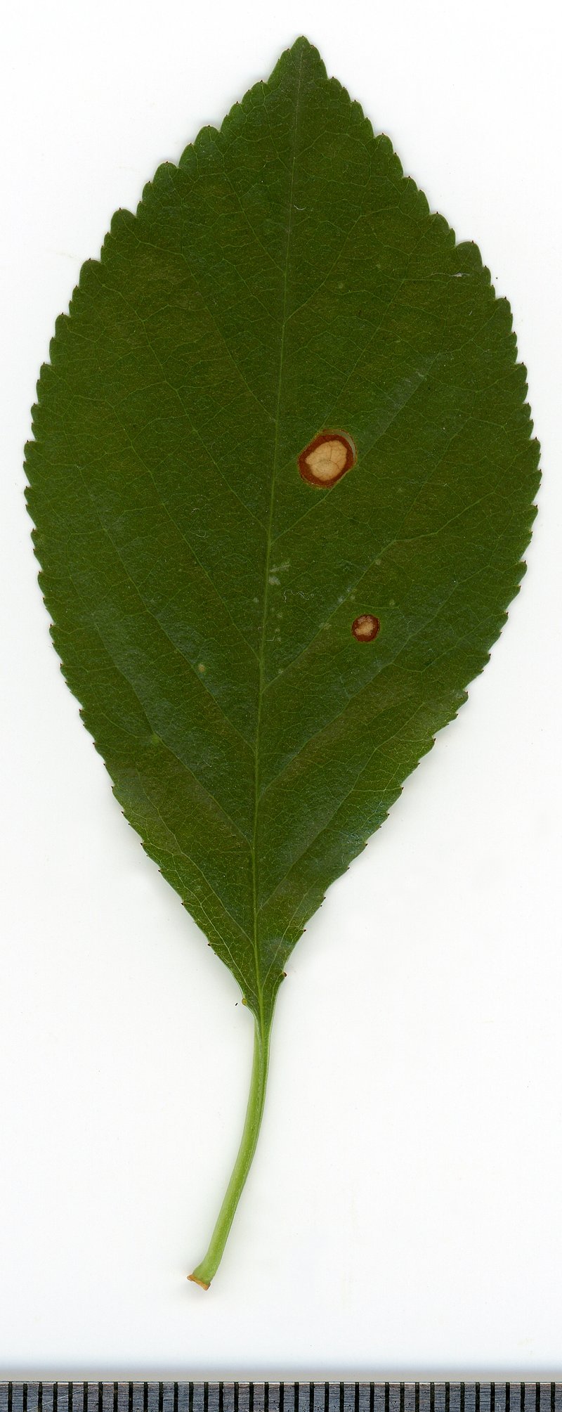 Sour Cherry photo 6
