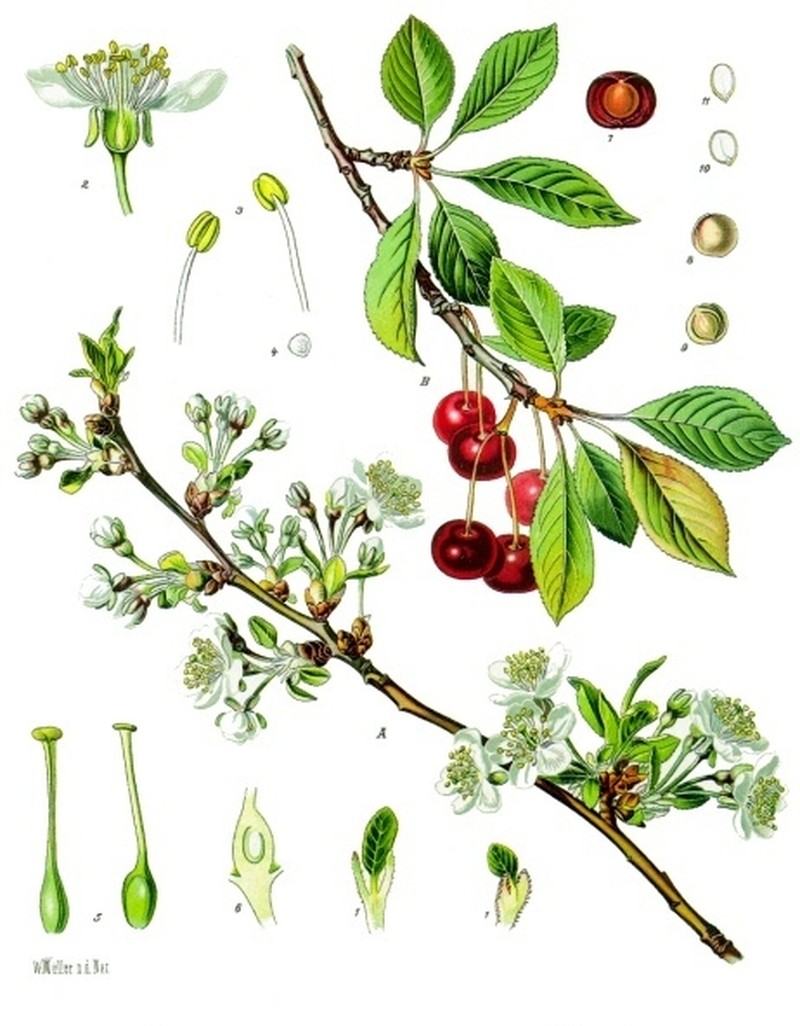 Sour Cherry