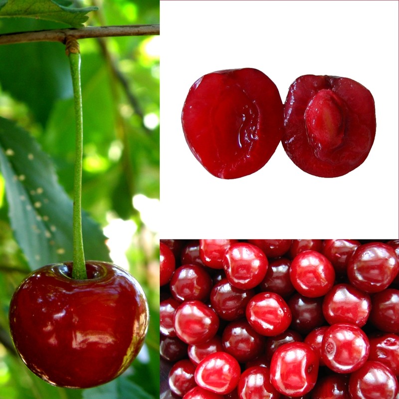Sour Cherry photo 7