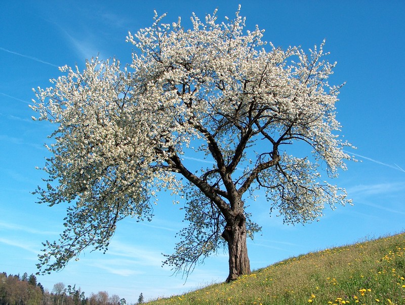 Sour Cherry photo 8