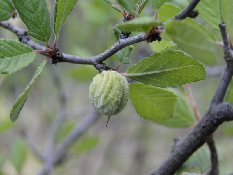 Prunus cercocarpifolia
