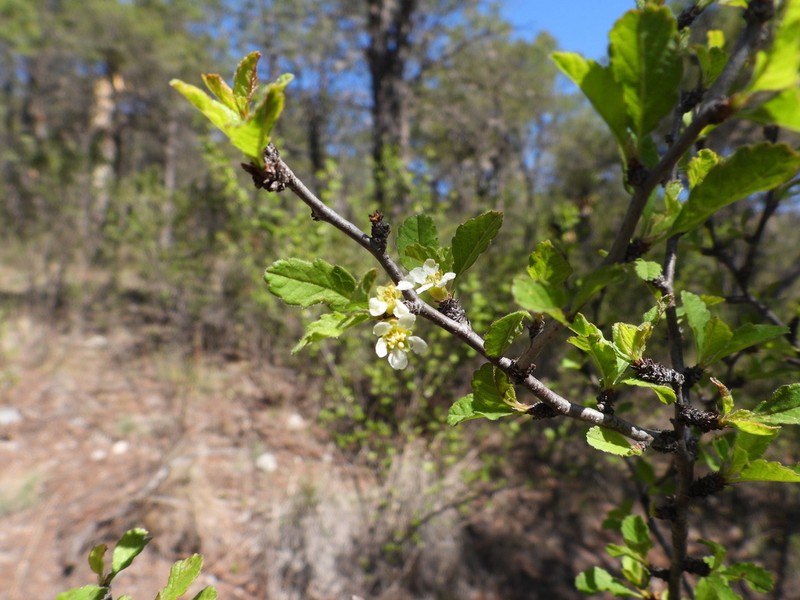 Prunus cercocarpifolia photo 2