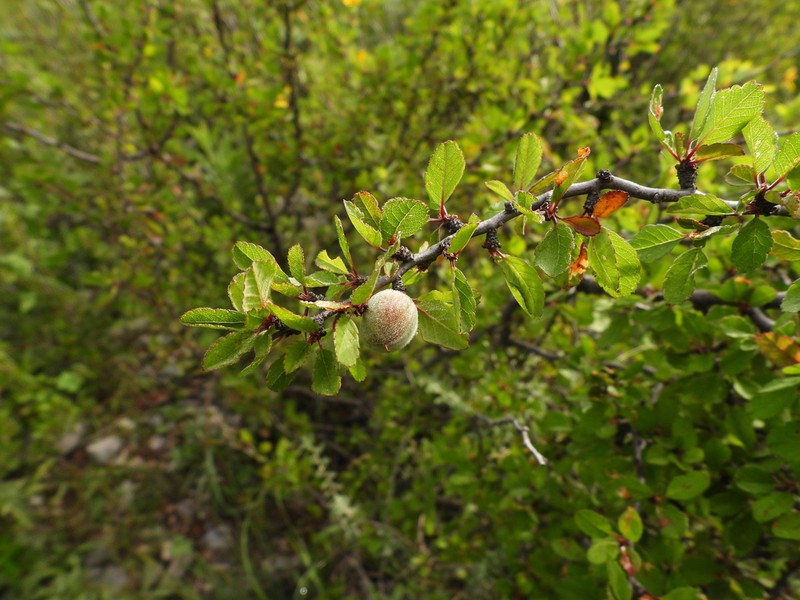 Prunus cercocarpifolia photo 3